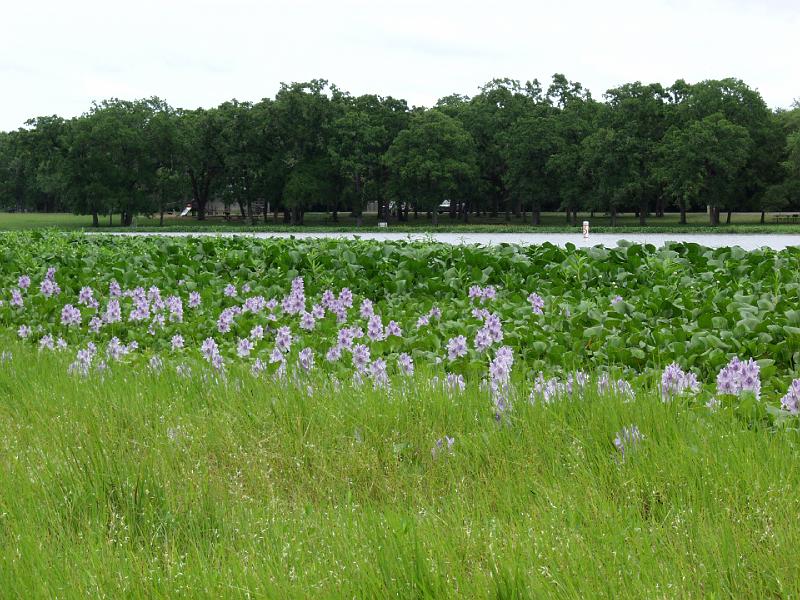 P4244462.JPG - OLYMPUS DIGITAL CAMERA