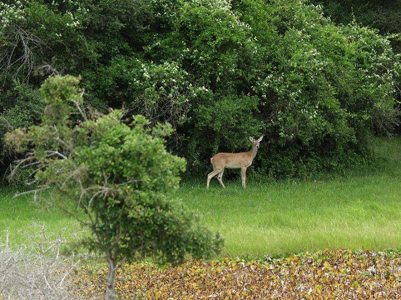 P4244482.JPG - OLYMPUS DIGITAL CAMERA