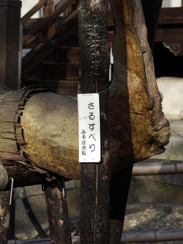 P3194191.JPG - OLYMPUS DIGITAL CAMERA