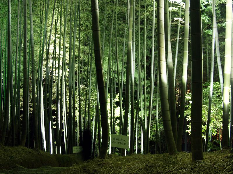 P3194263.JPG - OLYMPUS DIGITAL CAMERA