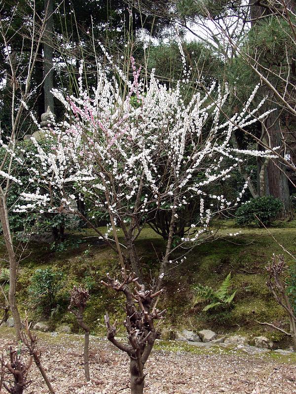 P3194287.JPG - OLYMPUS DIGITAL CAMERA