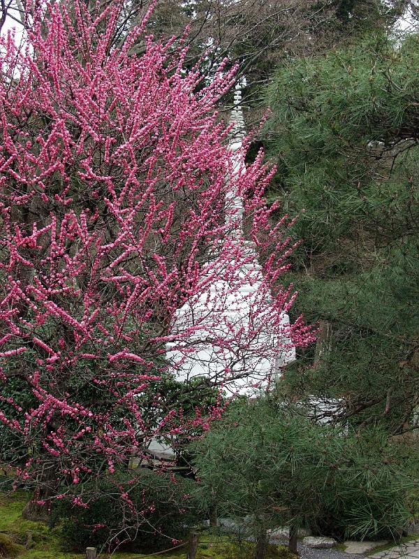 P3194298.JPG - OLYMPUS DIGITAL CAMERA