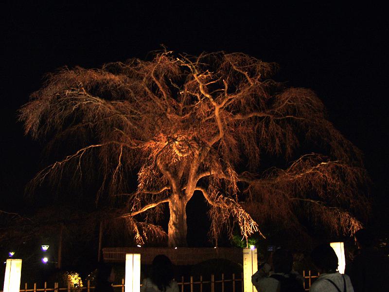 P3204340.JPG - OLYMPUS DIGITAL CAMERA