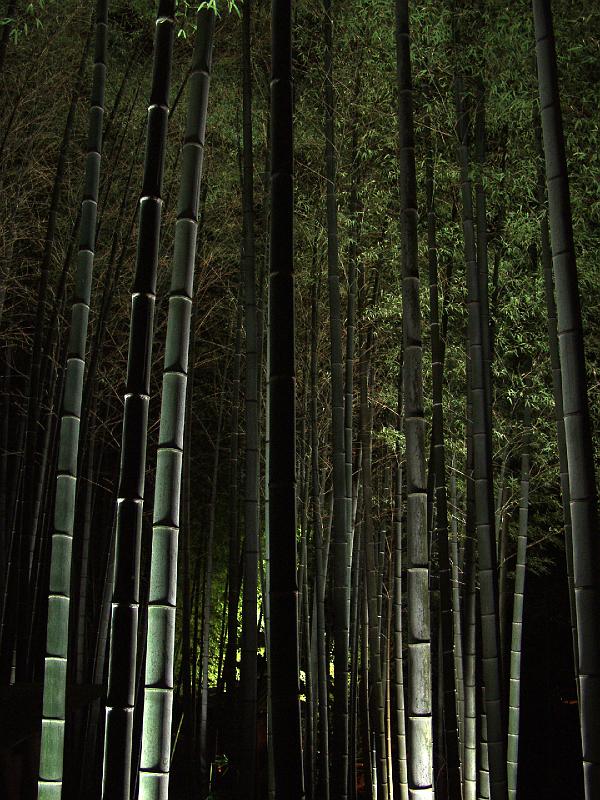 P3204361.JPG - OLYMPUS DIGITAL CAMERA