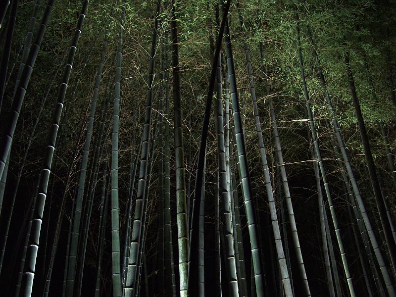 P3204367.JPG - OLYMPUS DIGITAL CAMERA