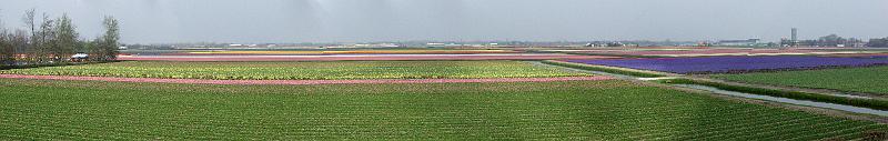 FieldsPano.jpg - Flower Fields around Keukenhof