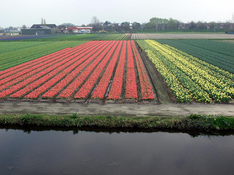 P4176123.jpg - Fields around Keukenhof