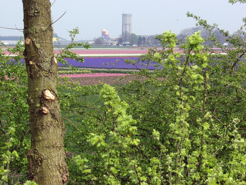 P4176138.jpg - More fields around Keukenhof