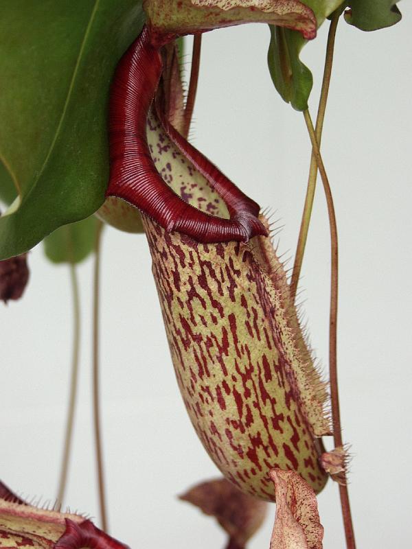 P4176164.jpg - Interesting Flower