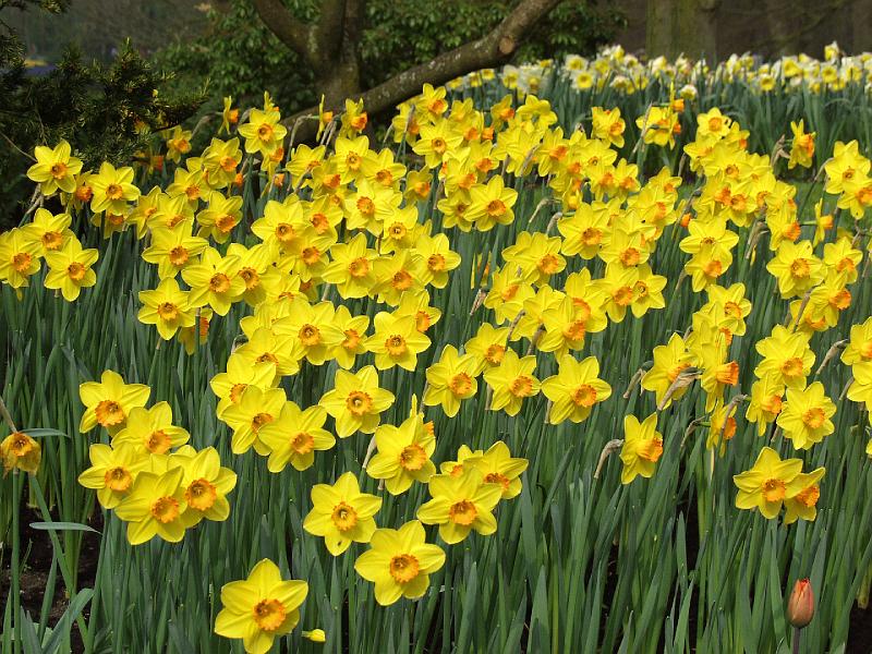 P4176199.jpg - Yellow.