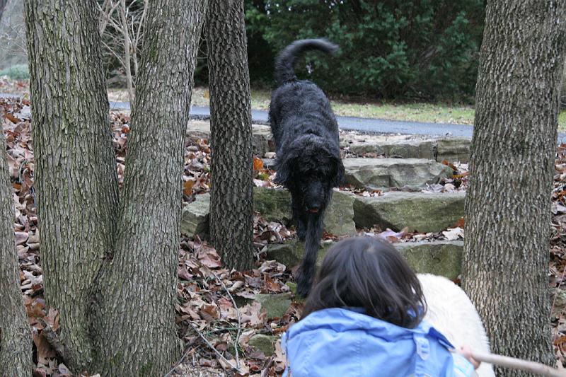 IMG_0113.jpg - Labradoodle