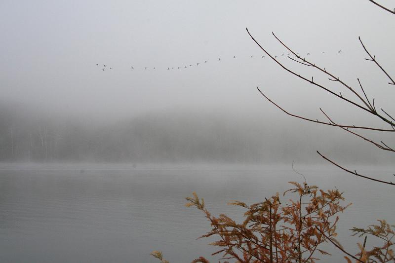 IMG_0156.jpg - Foggy geese