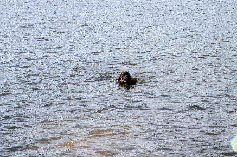 IMG_0165.jpg - Labradoodle's can fetch too