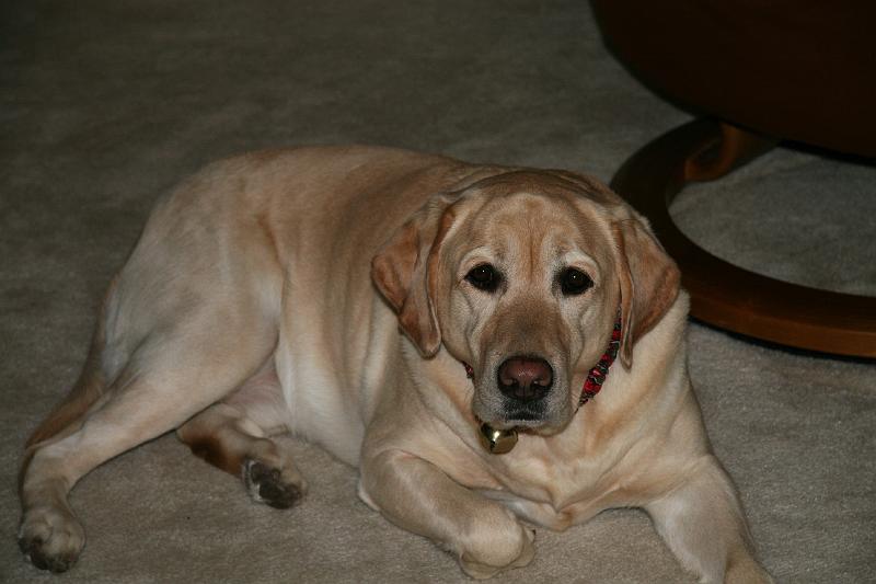 IMG_0003.jpg - Dillon the Christmas Dog.