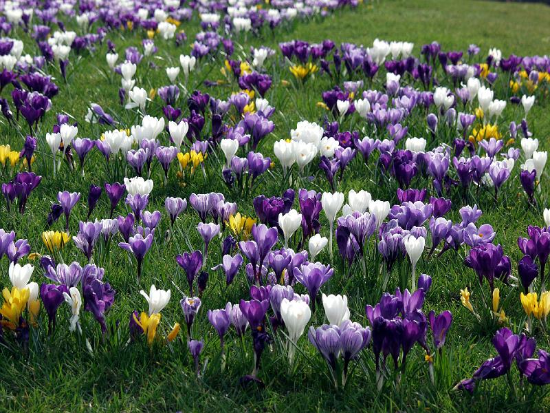 P3205897.jpg - Pretty Flowers in The Hague.
