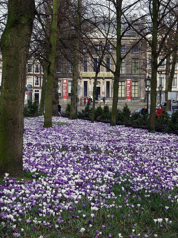P3205911.jpg - Escher and Flowers