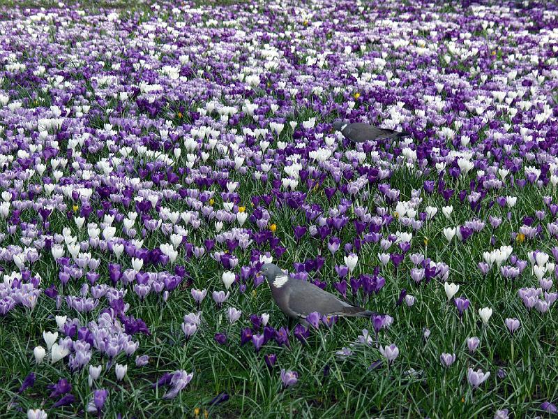 P3205919.jpg - Flowers and Birds