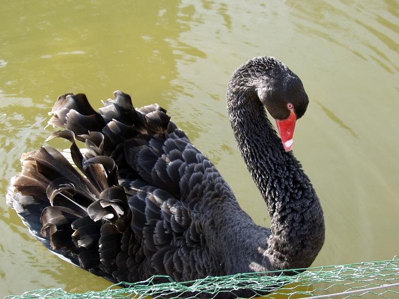 P3165759.jpg - This swan is giving me a funny look.