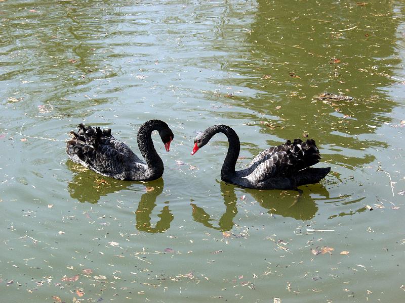 P3165760.jpg - Swans in love