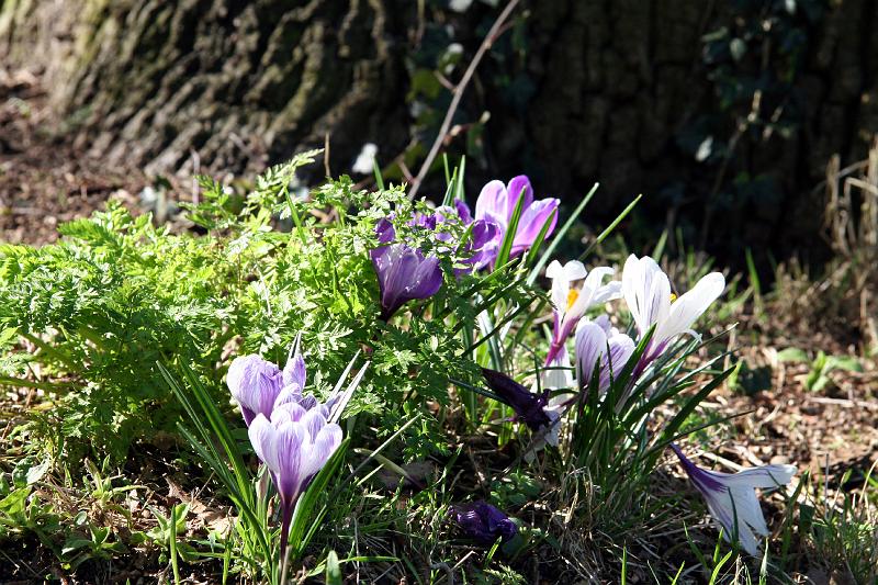IMG_0750.jpg - Pretty flowers.