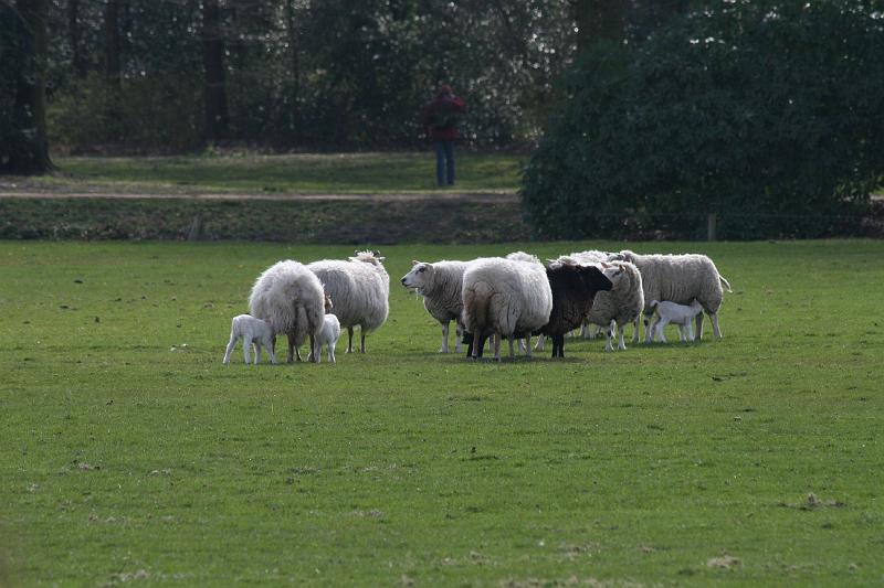 IMG_0763.JPG - Lambs