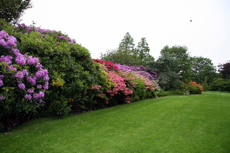 IMG_1728.jpg - Flowers