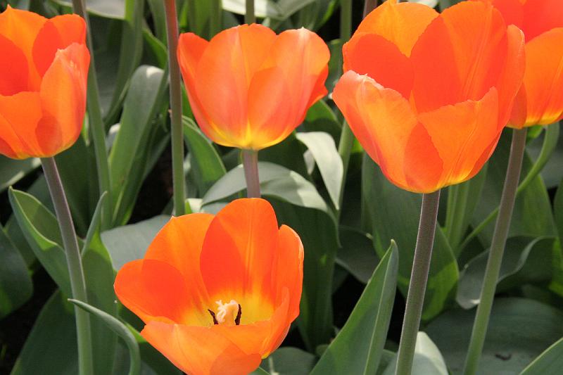 IMG_1361.jpg - Closeup of Tulips at Keukenhof