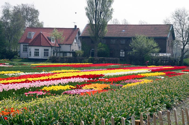 IMG_1362.jpg - Small flower field near Keukenhof