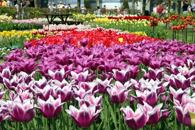 IMG_1384.jpg - Lots of tulips