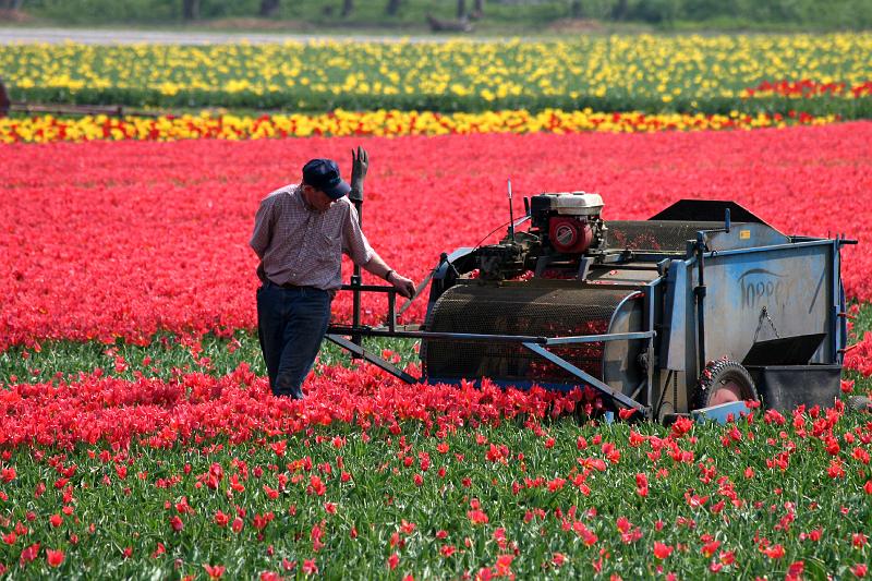 IMG_1388.jpg - Tulip farmer