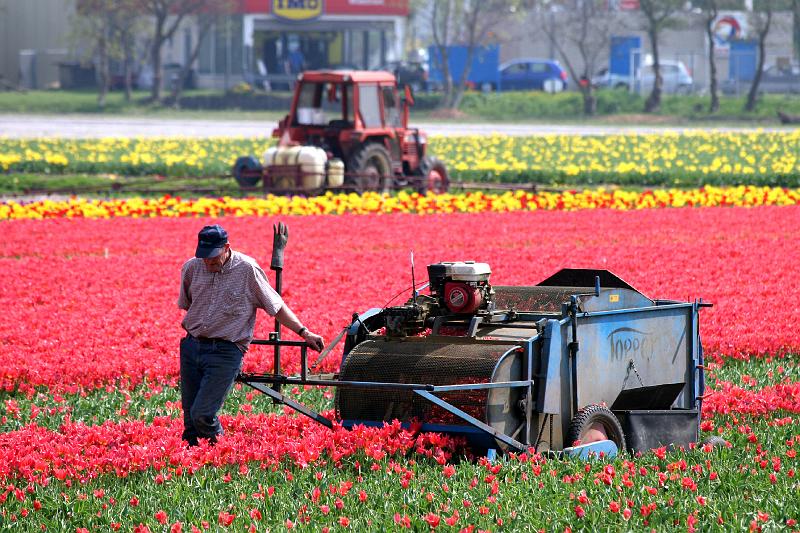 IMG_1389.jpg - Tulip farmer