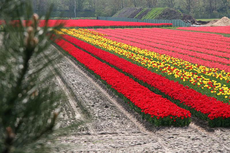 IMG_1394.jpg - Tulip fields