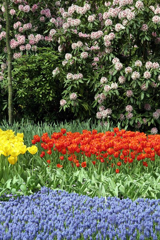 IMG_1426.jpg - Pretty flowers