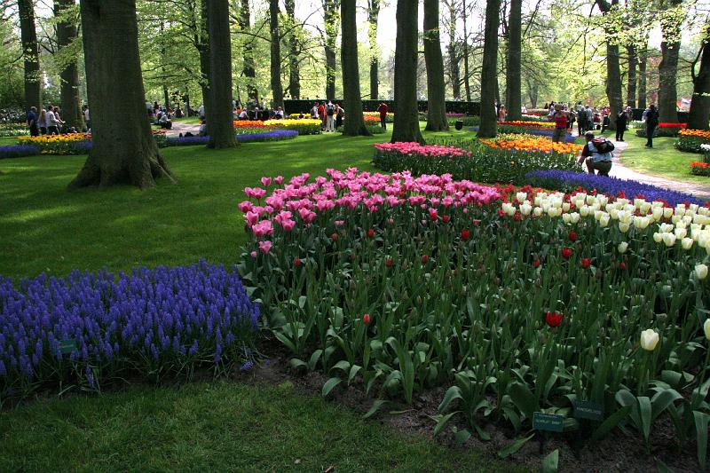 IMG_1434.jpg - Flowers in the woods