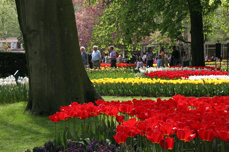 IMG_1435.jpg - More tulips