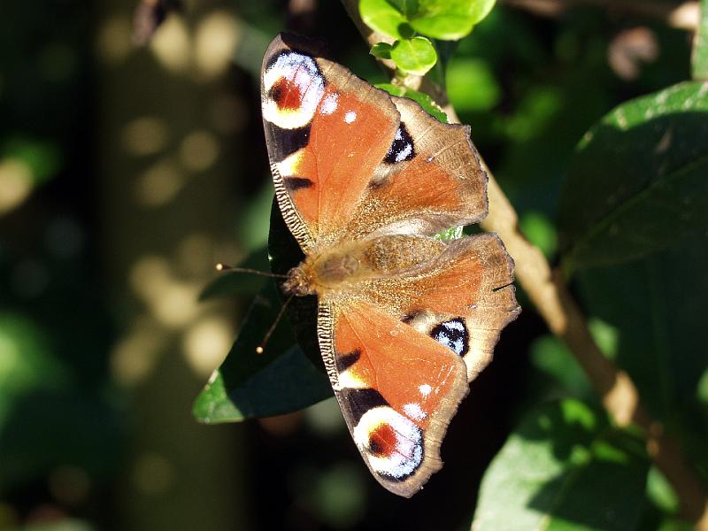 P8016848.jpg - OLYMPUS DIGITAL CAMERA